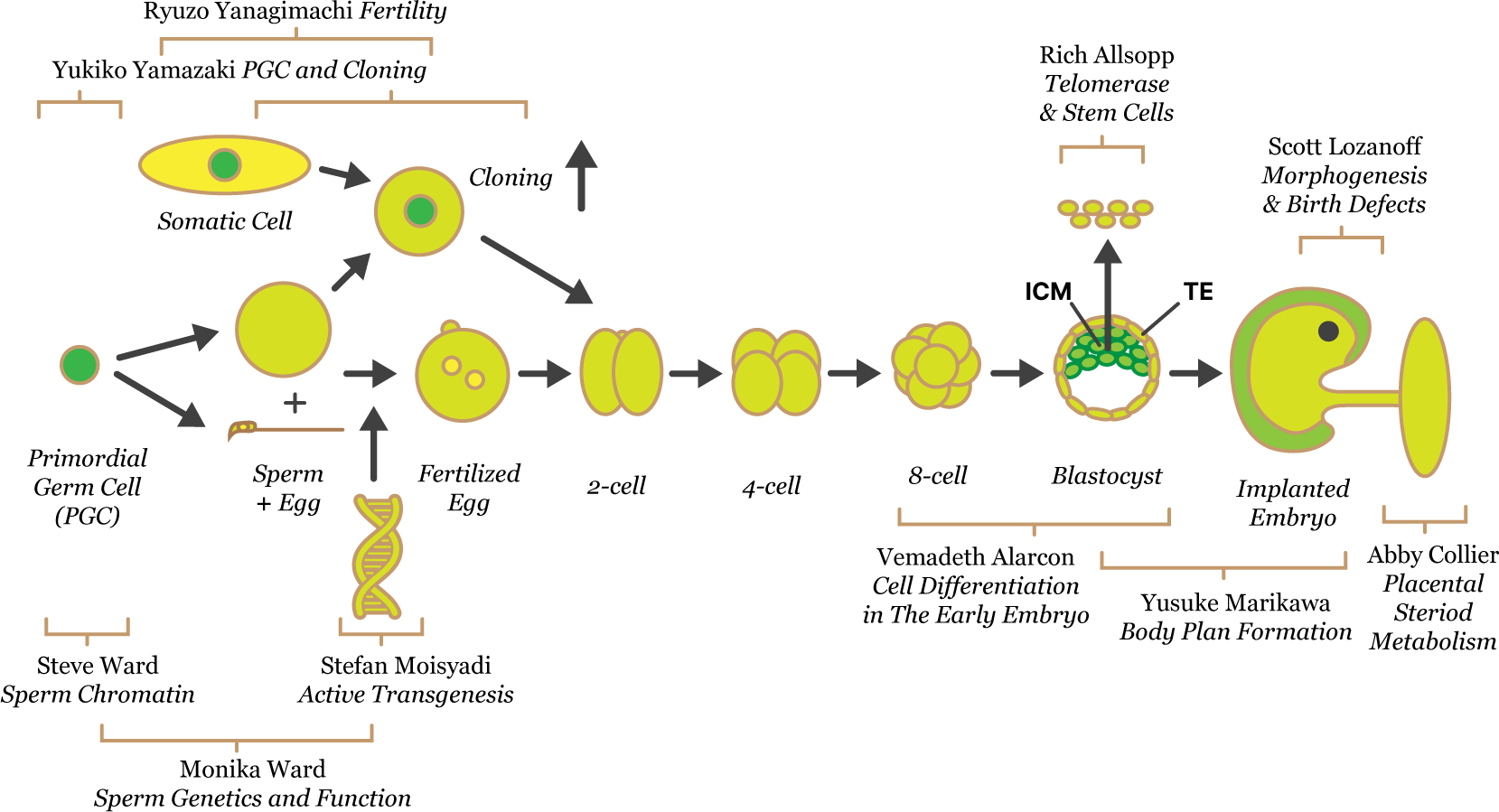 ryuzo-fertility-diagram.png